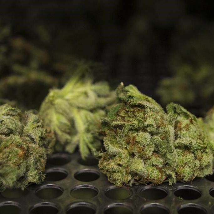 Cannabis company TerrAscend to list on TSX under TSND ticker in early July